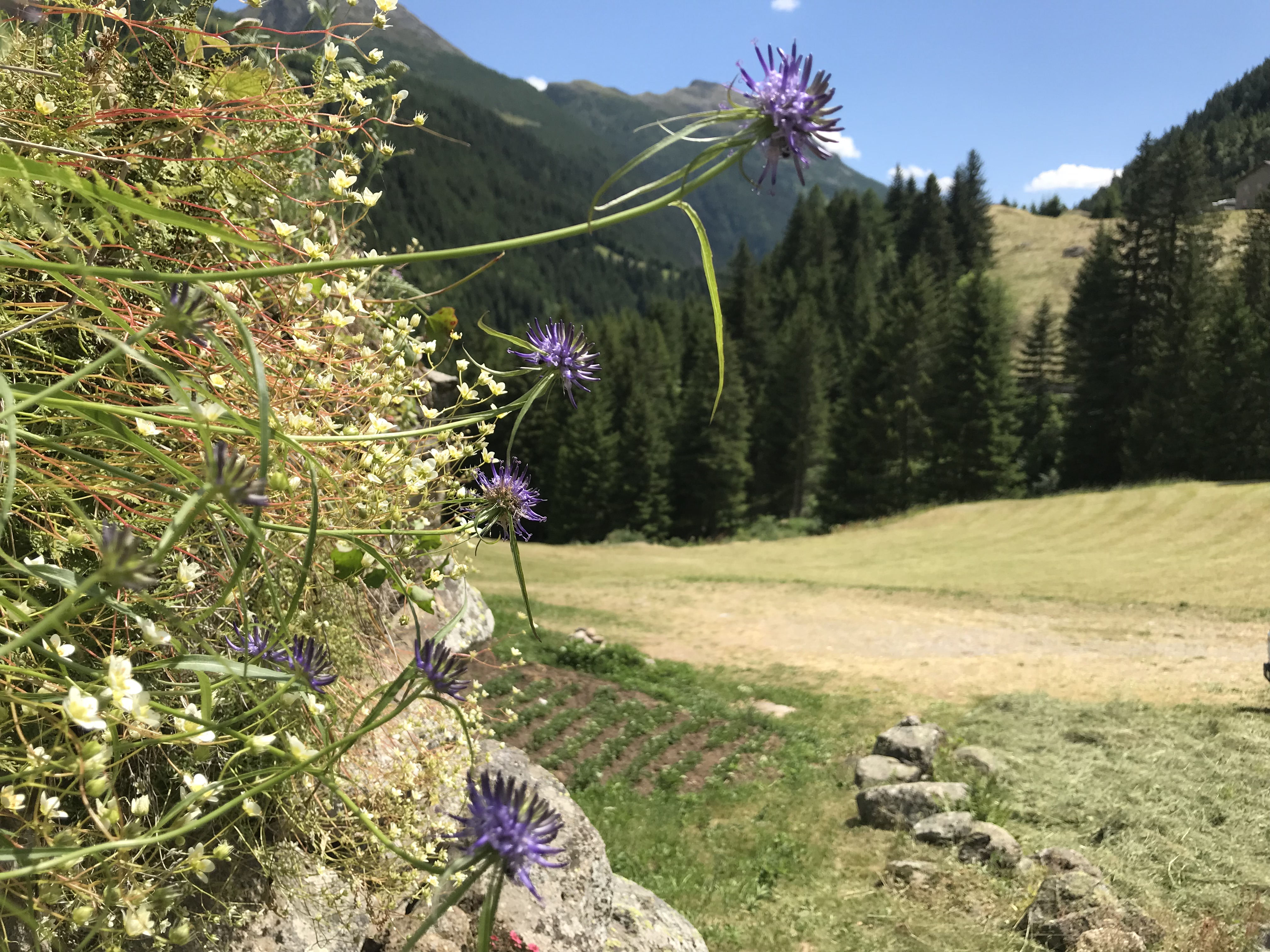 Orari estivi