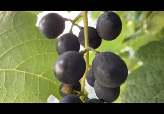 7 PAROLE PER SETTE GIORNI: LA NUOVA RUBRICA SUL CANALE YOU TUBE DELLA COMUNITÀ PASTORALE DI GROSIO